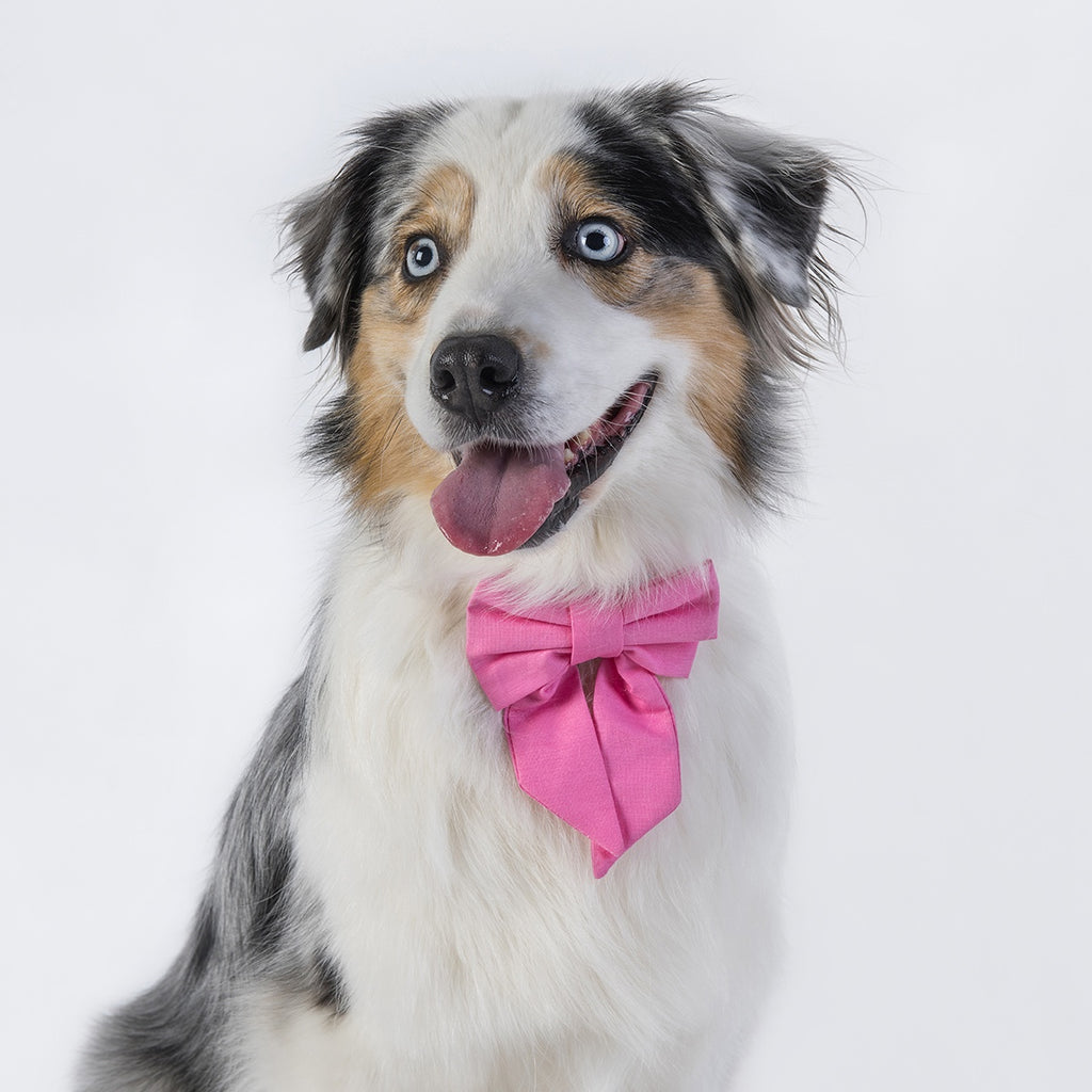 Pet bow tie- Pink